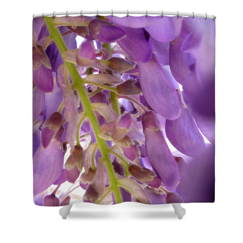 Purple Shower Curtain featuring the photograph Wisteria Macro 1 by Claudia Goodell