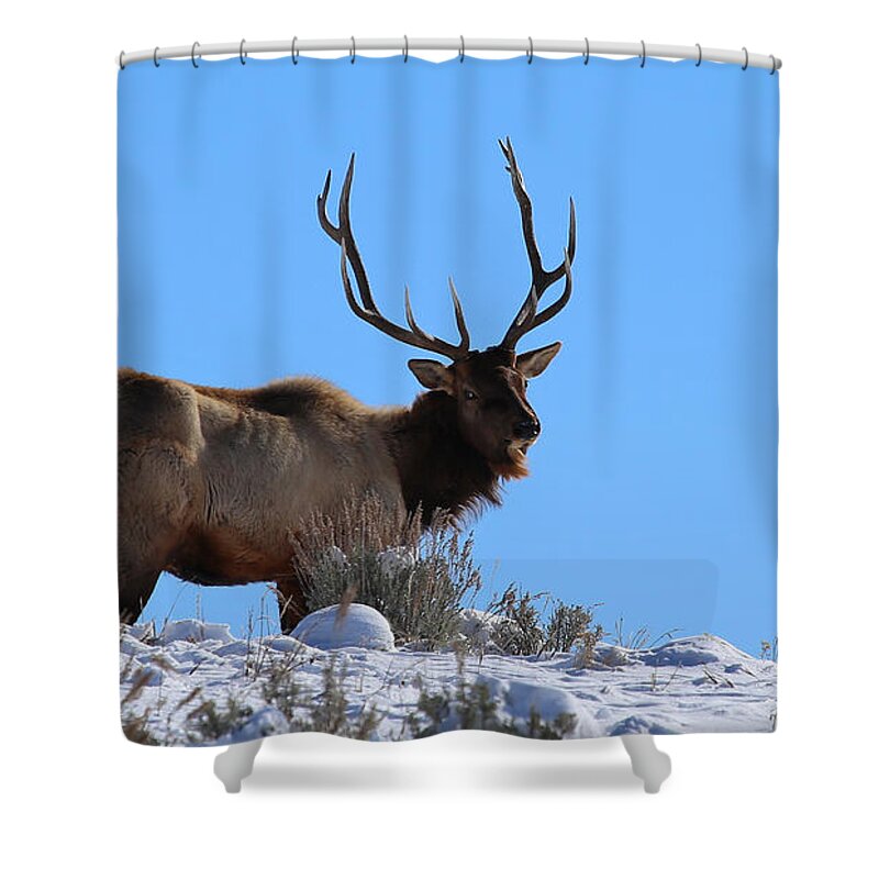 Elk Shower Curtain featuring the photograph With Age Comes Wisdom by Marty Fancy