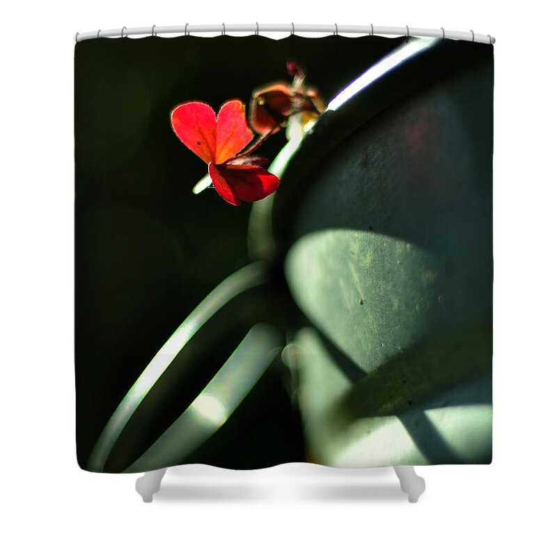 Oxalis Acetosella Shower Curtain featuring the photograph With Love by Rebecca Sherman