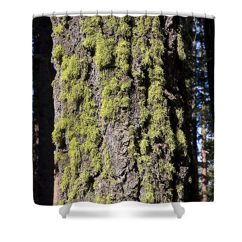 Tree Shower Curtain featuring the photograph Wolf Lichen by Gregory G. Dimijian, M.D.