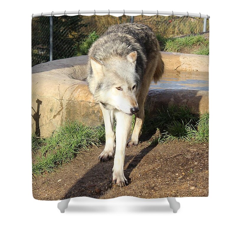 Wolf Shower Curtain featuring the photograph Wolf Take 2 by Sarah Qua