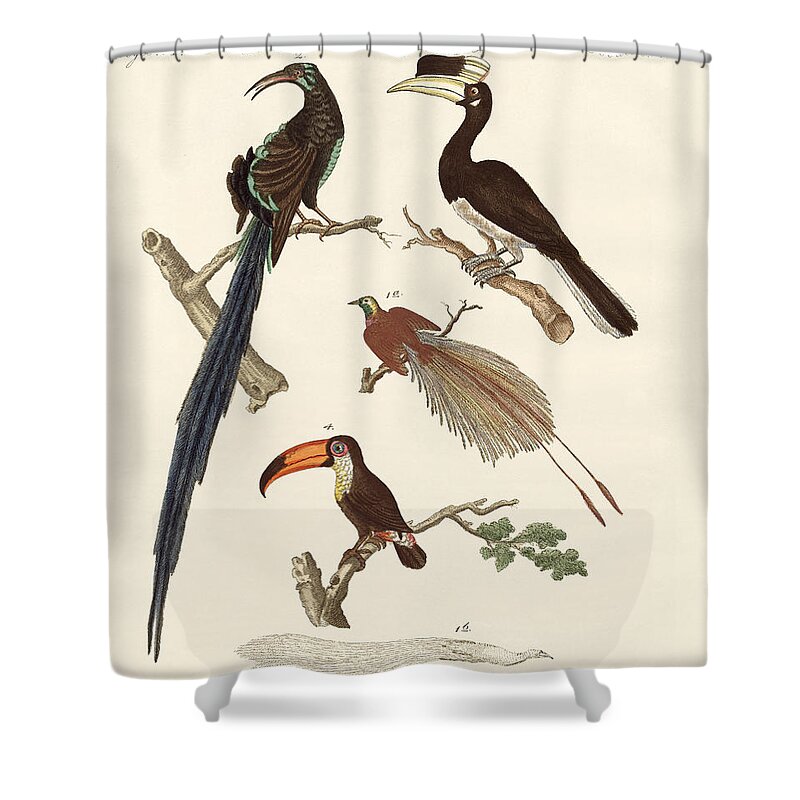 Bird Of Paradise Shower Curtain featuring the drawing Wonderful birds by Splendid Art Prints