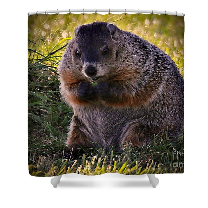 How Much Wood Would A Woodchuck Chuck If A Woodchuck Could Chuck Wood Shower Curtain featuring the photograph Wood Chuck by Elizabeth Winter