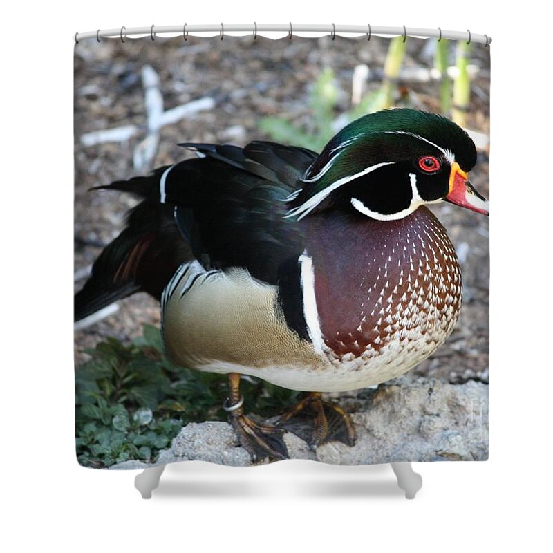 Wood Duck Shower Curtain featuring the photograph Wood Duck by Carol Groenen