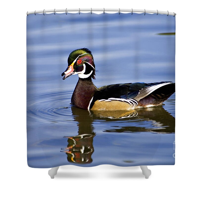 Wood Shower Curtain featuring the photograph Wood Duck - D008582 by Daniel Dempster