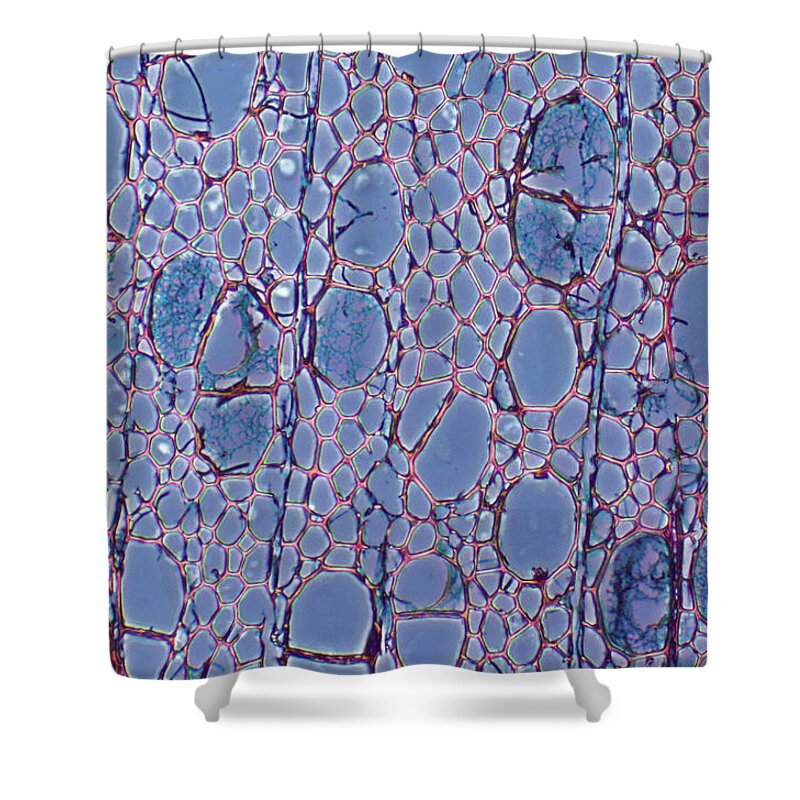 Biology Shower Curtain featuring the photograph Wood Rot by Biology Pics