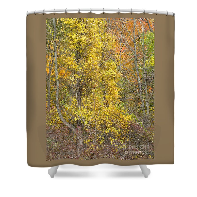 Autumn Shower Curtain featuring the photograph Woodland Aglow by Ann Horn