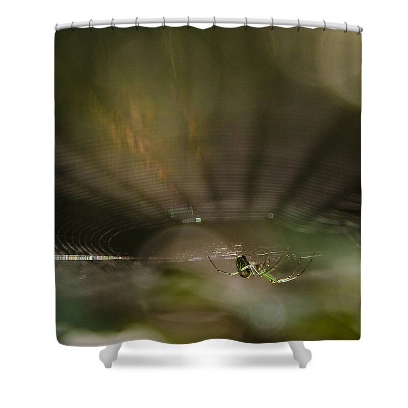 Spider Shower Curtain featuring the photograph Woodland Spider Abstract by Michael Dougherty