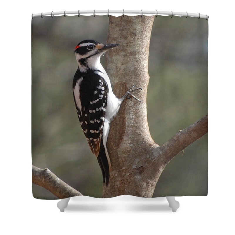 Woodpecker Shower Curtain featuring the photograph Woody by Mim White