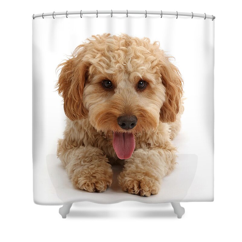 Animals Shower Curtain featuring the photograph Wp44509 Cockapoo Dog by Mark Taylor