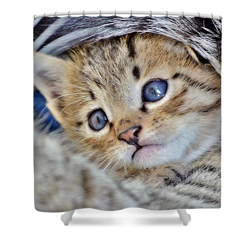 Cat Shower Curtain featuring the photograph Wrapped in Mother's Love by Kim Bemis