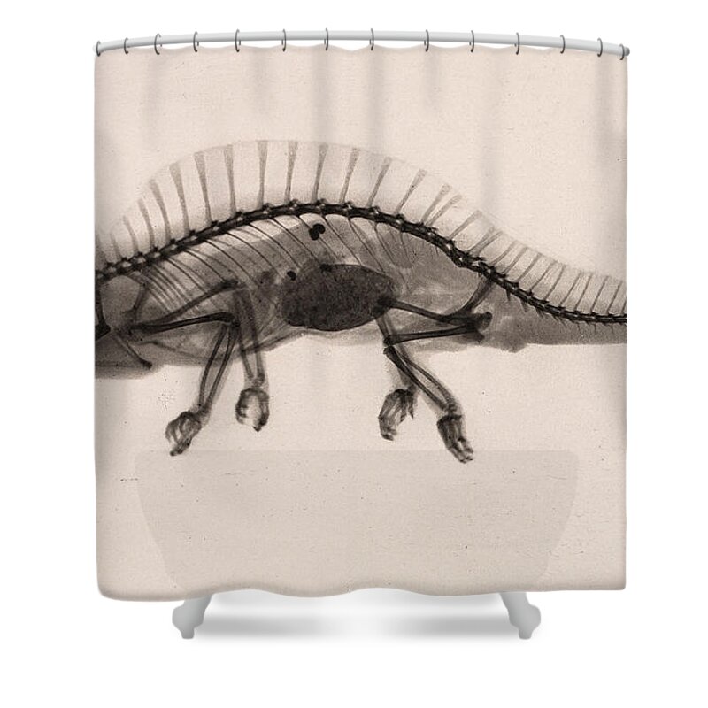 History Shower Curtain featuring the photograph X-ray Of Crested Chameleon, 1896 by Metropolitan Museum of Art