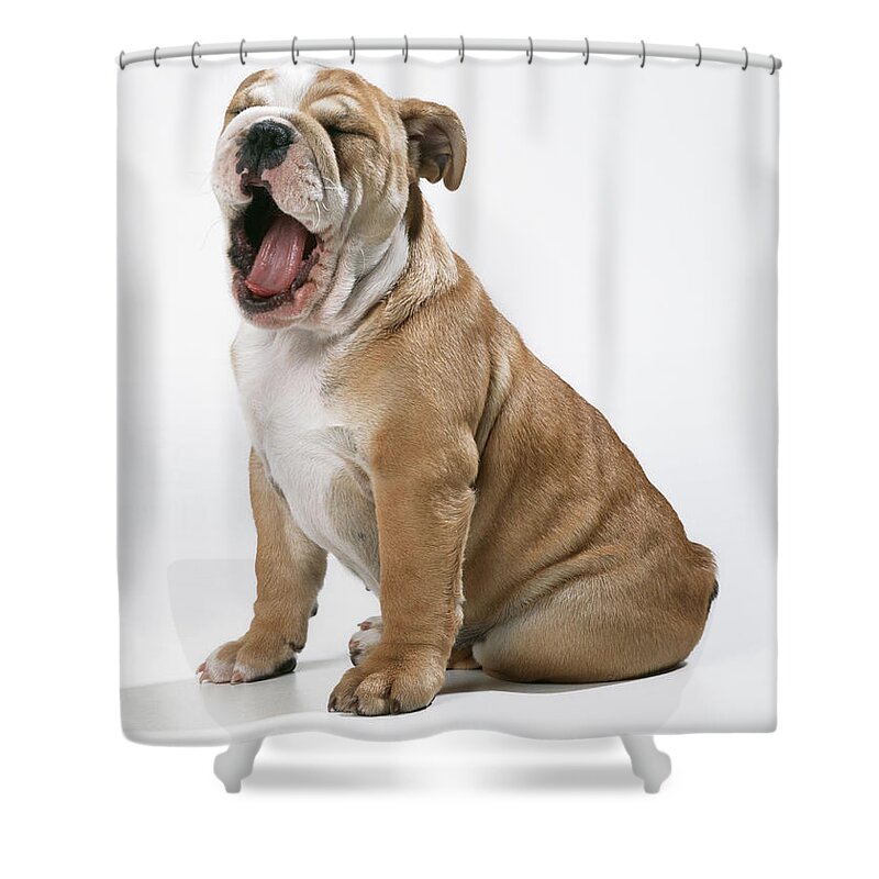 Dog Shower Curtain featuring the photograph Yawning Bulldog Puppy by John Daniels
