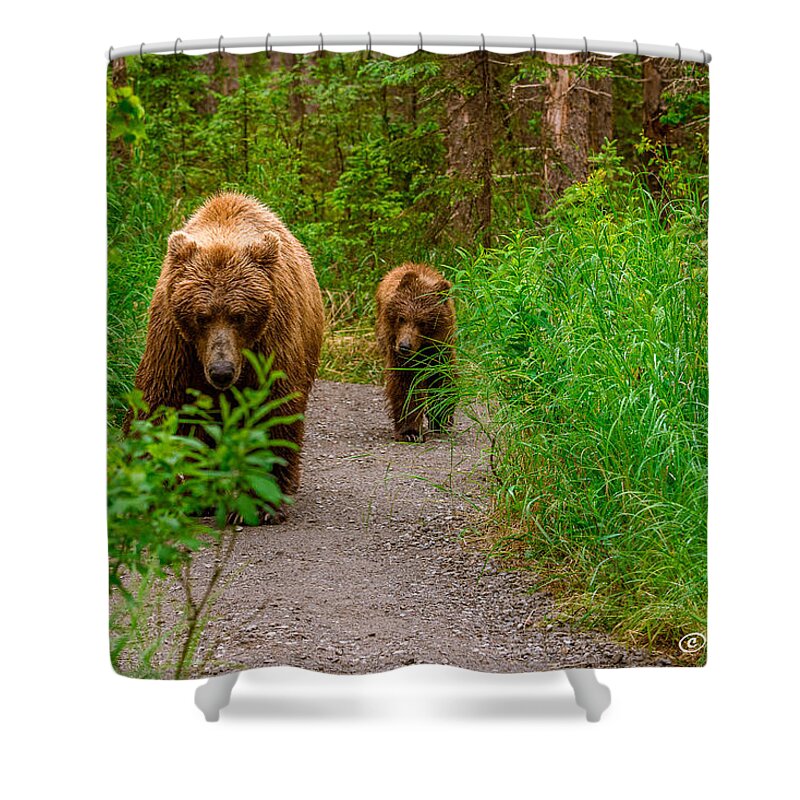 Alaska Shower Curtain featuring the photograph Yearling Grizzly following its mom by Joan Wallner