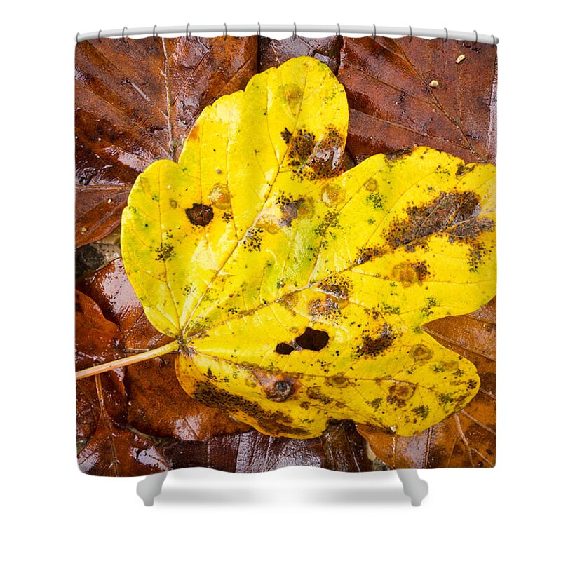 Yellow Shower Curtain featuring the photograph Yellow and brown foliage in fall by Matthias Hauser