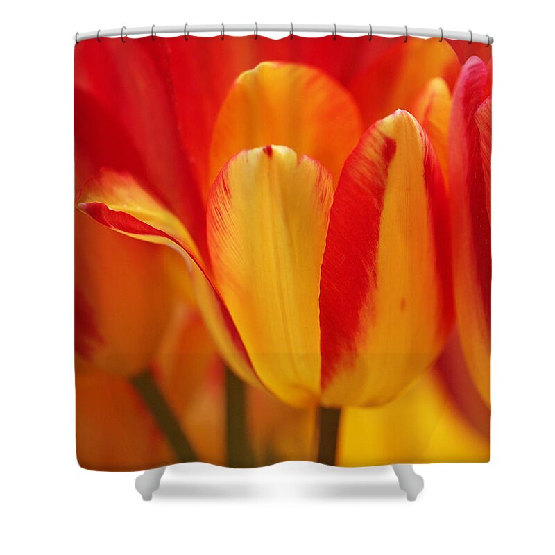 Tulips Shower Curtain featuring the photograph Yellow and Red Striped Tulips by Rona Black
