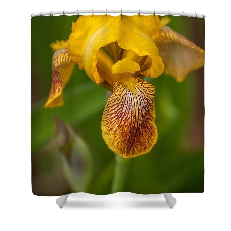 Bearded Iris Shower Curtain featuring the photograph Yellow Bearded Iris by Brenda Jacobs