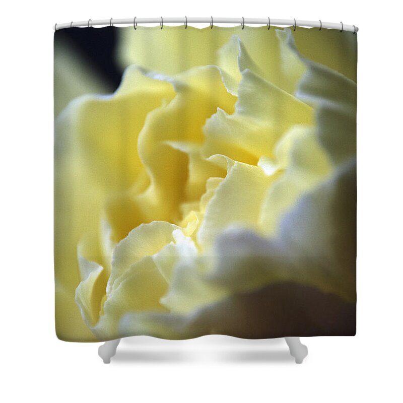 Wall Art Shower Curtain featuring the photograph Yellow Beauty by Ron Roberts