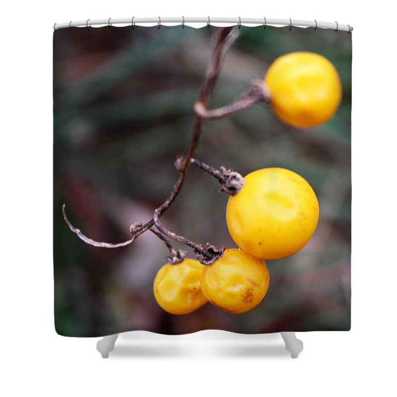 Yellow Shower Curtain featuring the photograph Yellow Berries From the Early Winter Prairie Series by Verana Stark