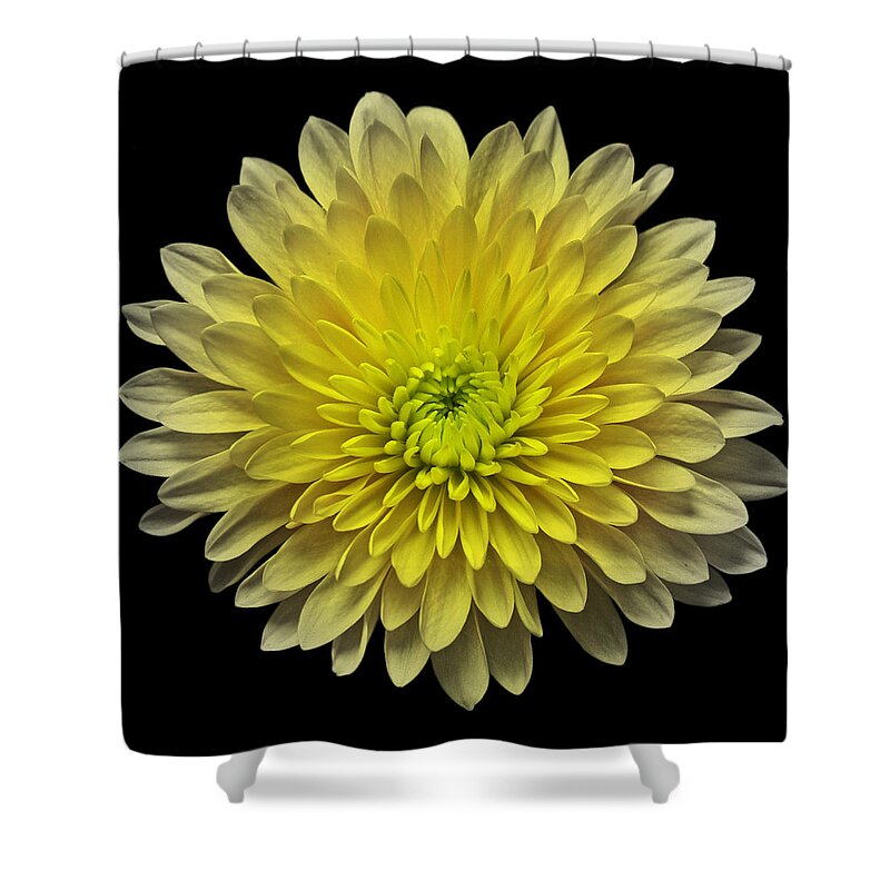 Flowers Shower Curtain featuring the photograph Yellow Chrysanthemum III Still Life Flower Art Poster by Lily Malor