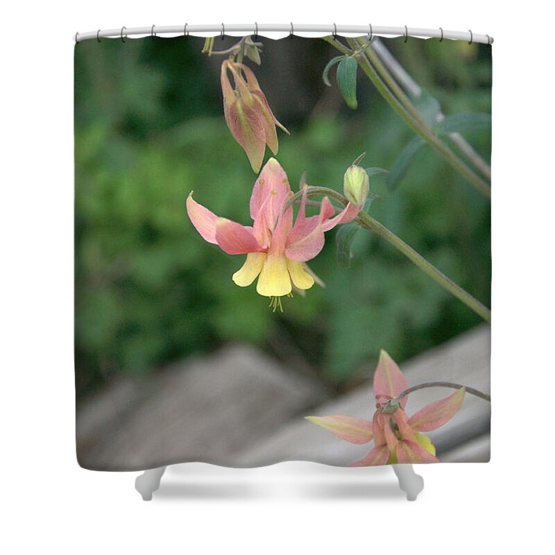 Yellow Shower Curtain featuring the photograph Yellow Columbine 2 by Frank Madia