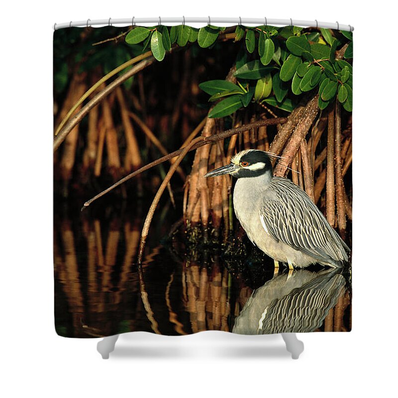 00220197 Shower Curtain featuring the photograph Yellow-crowned Night-heron Nyctanassa by Tom Vezo