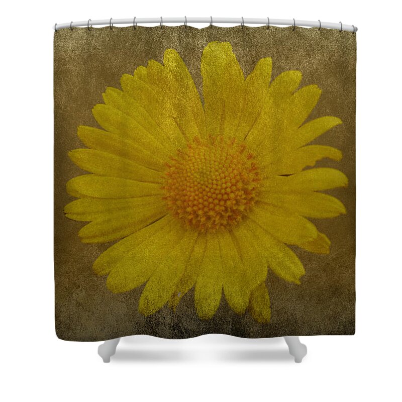 Daisy Shower Curtain featuring the photograph Yellow Daisy by Lynn Bolt