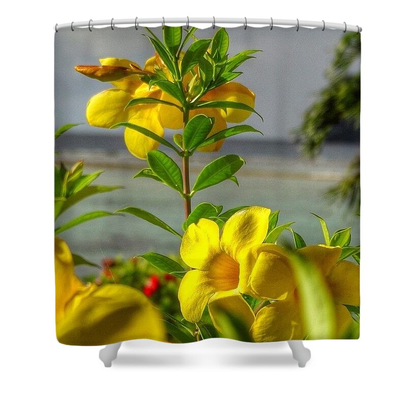 Hkellex13 Shower Curtain featuring the photograph Yellow Flowers In The Sunshine by Lorelle Phoenix
