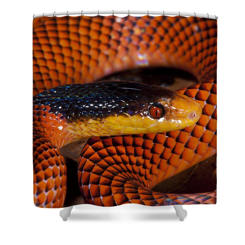 Feb0514 Shower Curtain featuring the photograph Yellow-headed Calico Snake Yasuni by Pete Oxford