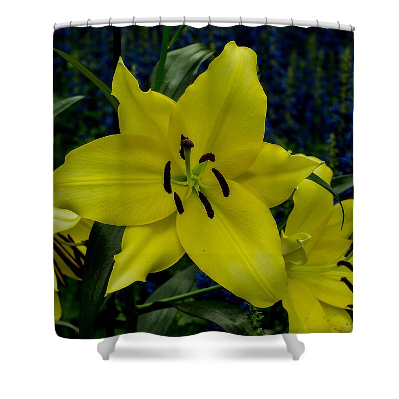 Yellow Shower Curtain featuring the photograph Yellow Lillies by Wanda J King