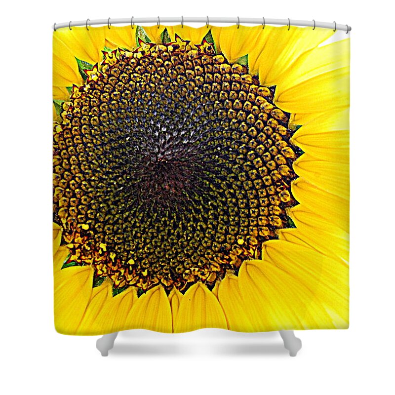 Yellow Shower Curtain featuring the photograph Sunny And Bright Sunflower by Eunice Miller