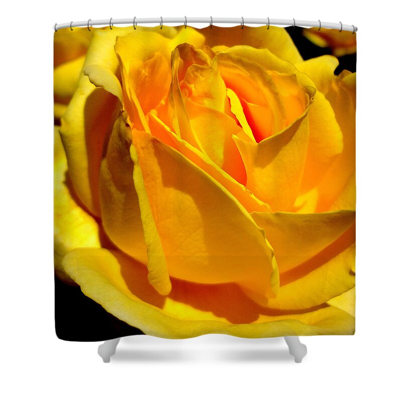 Rose Shower Curtain featuring the photograph Yellow Rose by Katy Hawk