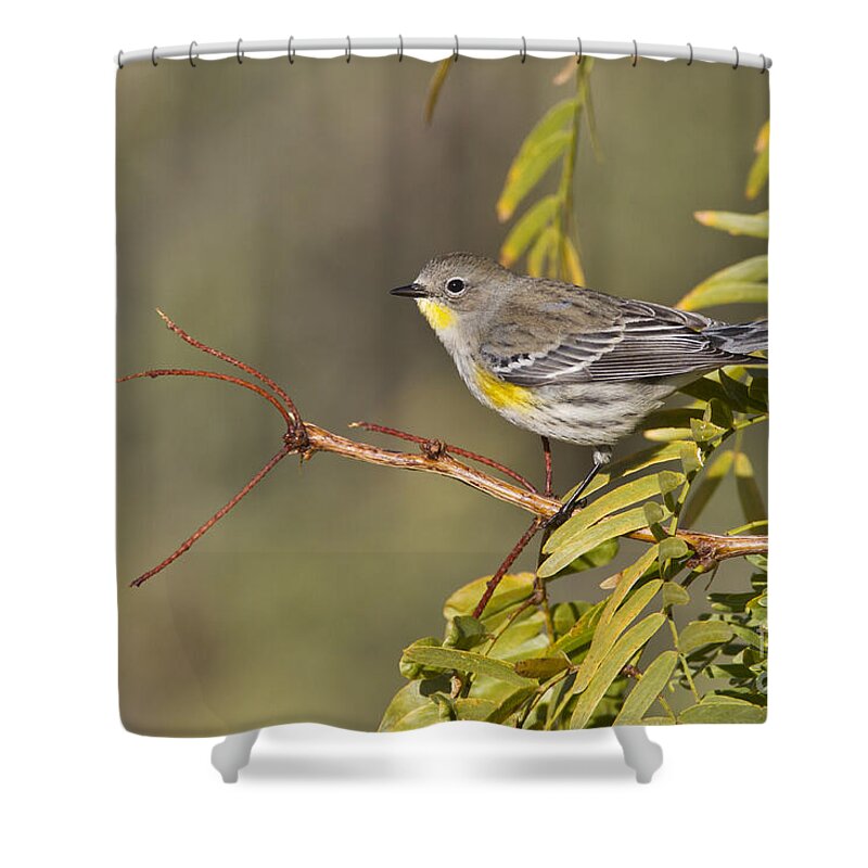 Yellow Rumped Warbler Shower Curtain featuring the photograph Yellow rumped warbler by Bryan Keil