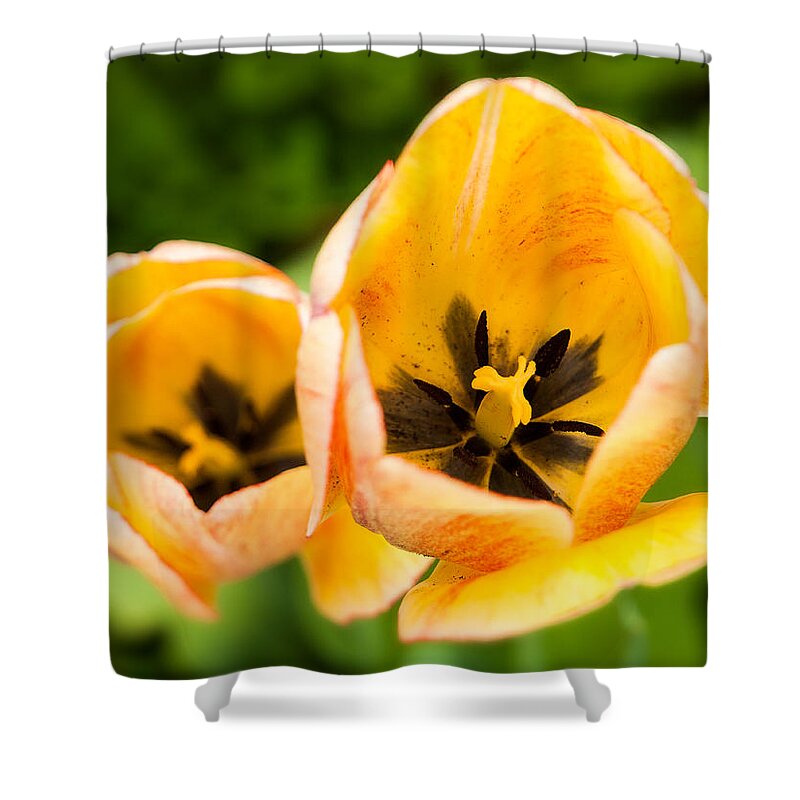 Tulip Shower Curtain featuring the photograph Yellow tulips by Davorin Mance