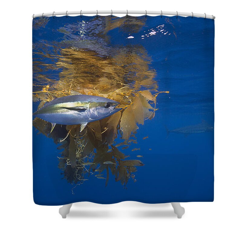 Richard Herrmann Shower Curtain featuring the photograph Yellowfin Tuna And Kelp Nine-mile Bank by Richard Herrmann