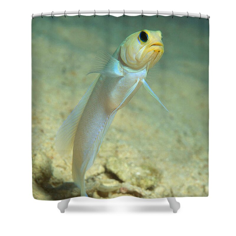 Yellowhead Jawfish Shower Curtain featuring the photograph Yellowhead Jawfish by Andrew J. Martinez