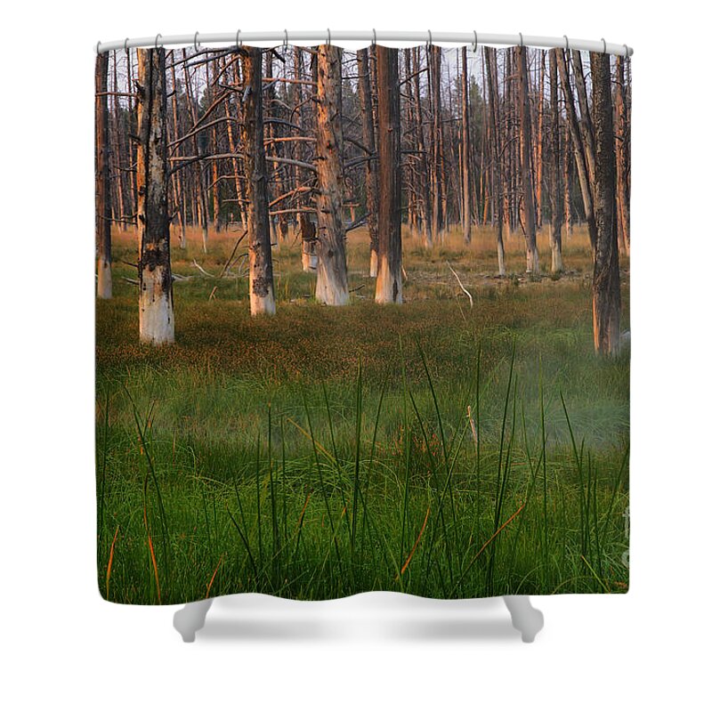 Forest Shower Curtain featuring the photograph Yellowstone Mysterious Morning by Teresa Zieba