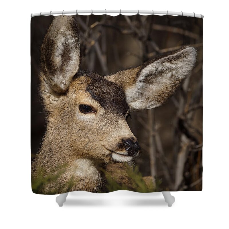 Young Mulie Shower Curtain featuring the photograph Yes I am Cute by Ernest Echols