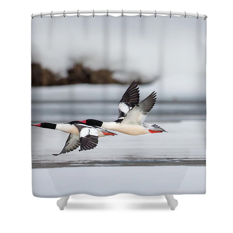 Duck Shower Curtain featuring the photograph Yin Yang by Bill Wakeley