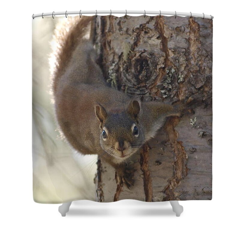 Squirrel Shower Curtain featuring the photograph You Lookin At Me by Vivian Martin