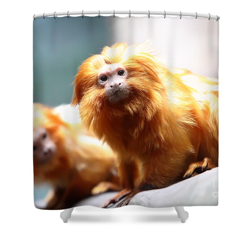 Javan Lutung Shower Curtain featuring the photograph You looking at me by Rick Kuperberg Sr