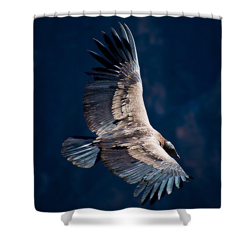 Peru Shower Curtain featuring the photograph Young Andean Condor by Kent Nancollas