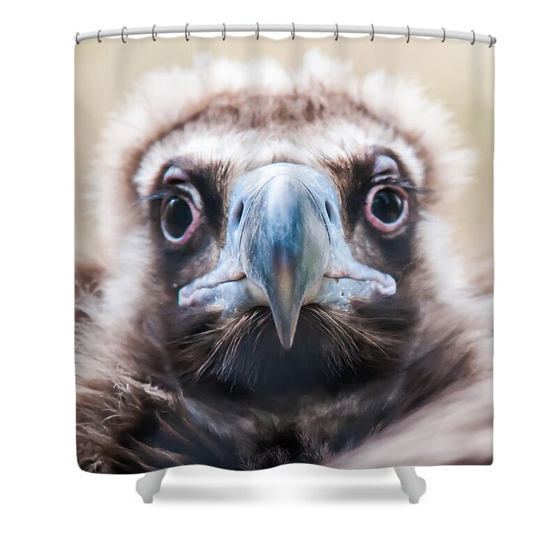Young Shower Curtain featuring the photograph Young Baby Vulture Raptor Bird by Alex Grichenko
