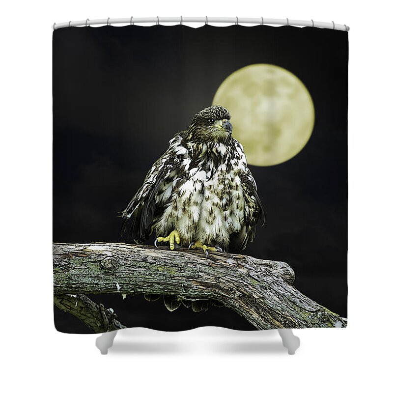Eagle Shower Curtain featuring the photograph Young Bald Eagle by Moon Light by John Haldane