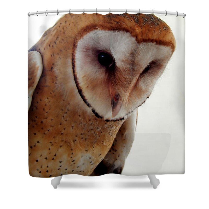 Barn Owl Shower Curtain featuring the photograph Young Barn Owl by Betty-Anne McDonald