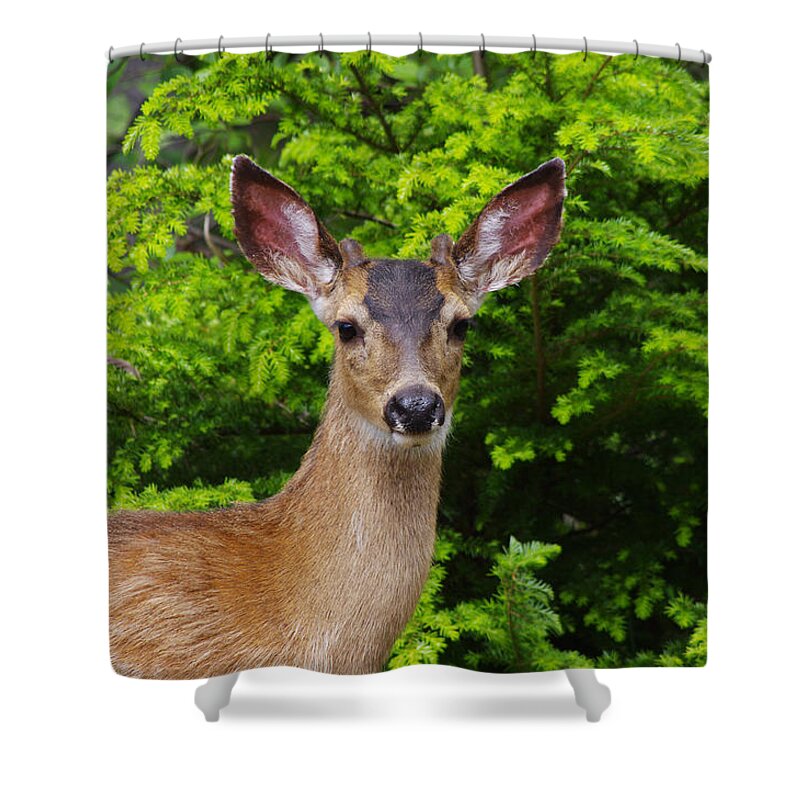 Animal Shower Curtain featuring the photograph Young Buck by Adria Trail