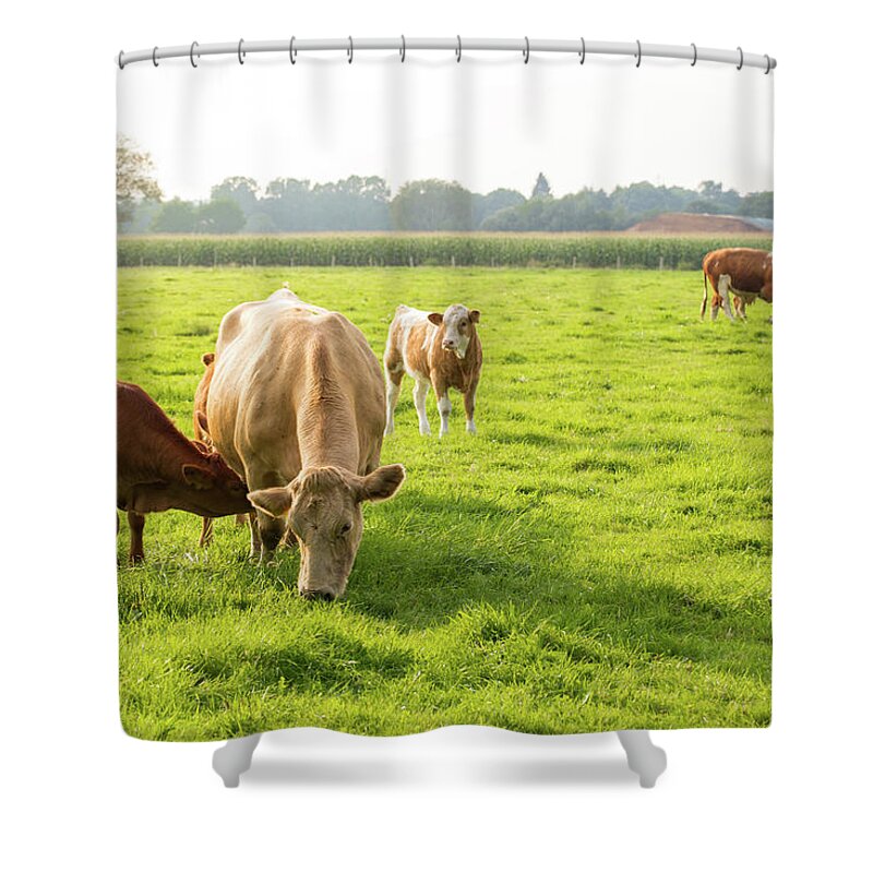 Milk Shower Curtain featuring the photograph Young Cow by Faba-photograhpy
