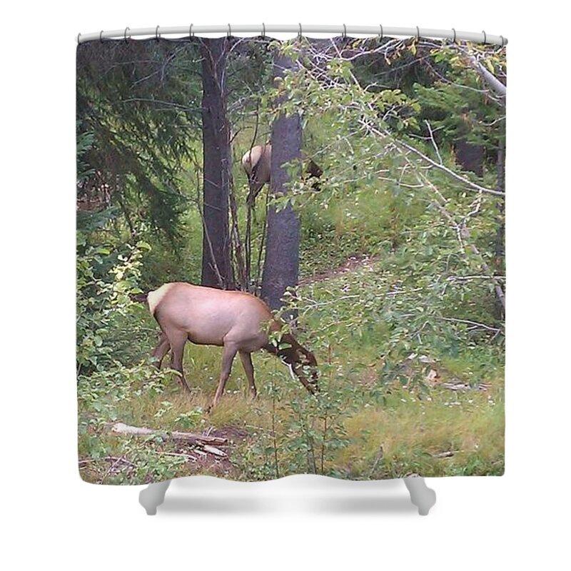 Lanscape Shower Curtain featuring the photograph Young Elk Grazing by Fortunate Findings Shirley Dickerson