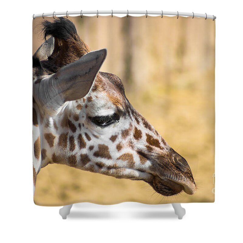 Young Giraffe Shower Curtain featuring the photograph Young Giraffe by Imagery by Charly