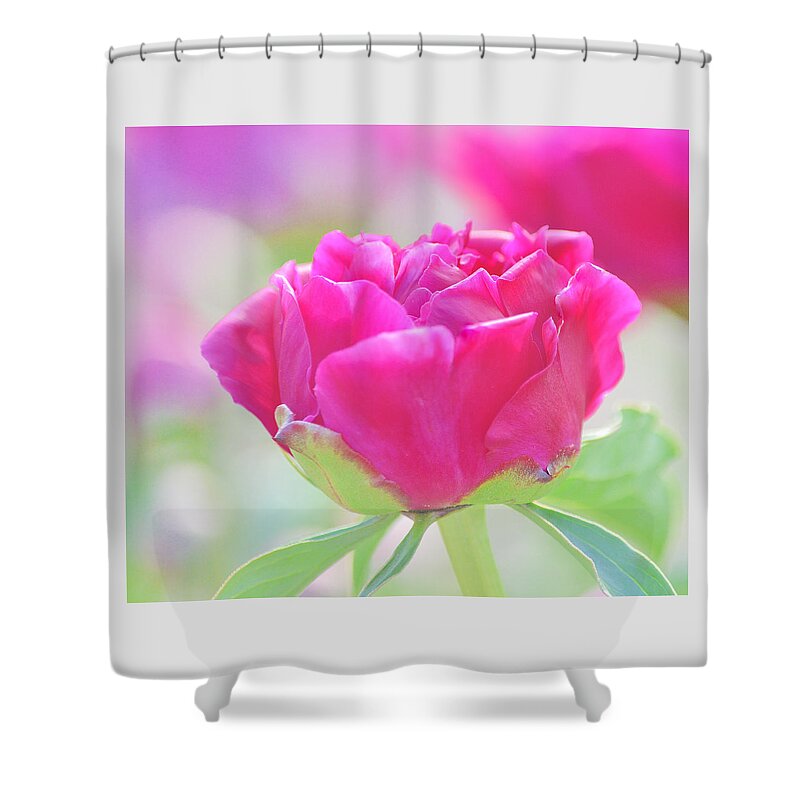Art Shower Curtain featuring the photograph Young Peony by Joan Han